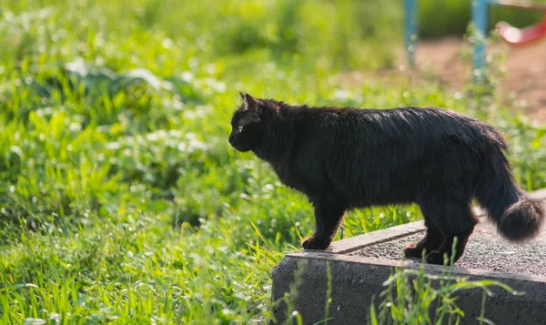 Stray black cat. — Stock Photo, Image