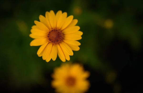 Kosmosblüte. Selektiver Fokus. — Stockfoto