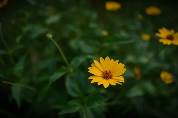 Kozmosz virág. Szelektív összpontosít. — Stock Fotó