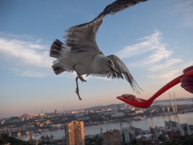 Yemeğini bir eldeki yakalamak martı.