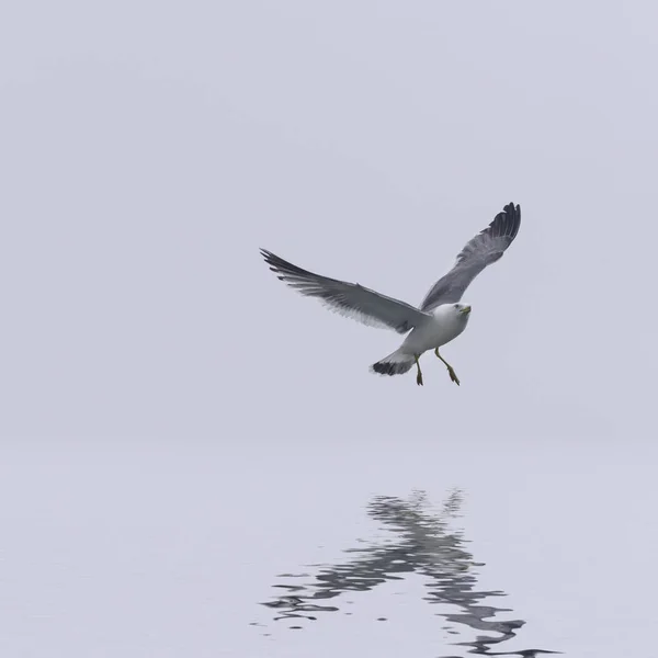 Flying seagull reflecting in water. — Stock Photo, Image