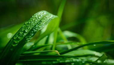 Yeşil Çimen Arkaplanı. 