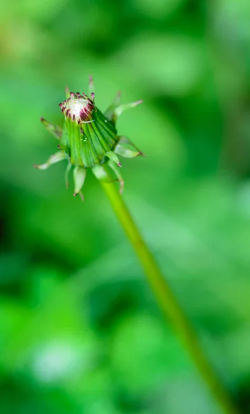 Closed bud of a dandelion. — Stock Photo, Image