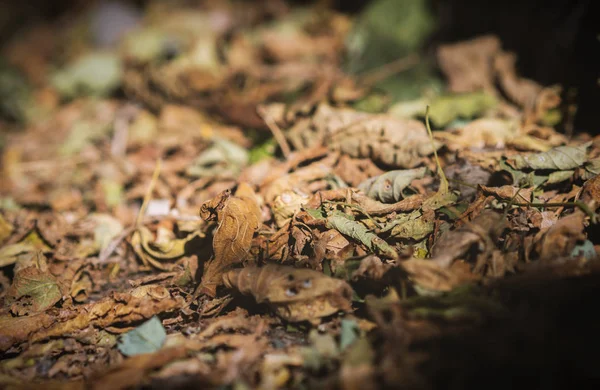 Зів'яле осіннє листя на траві . — стокове фото