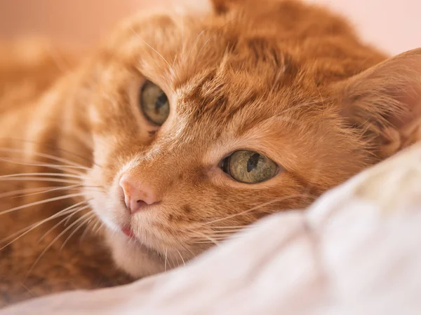 Krásná červená kočka. — Stock fotografie
