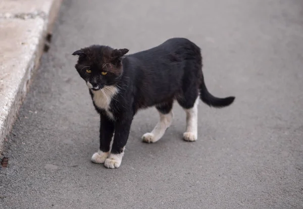 Gato negro callejero en el camino . — Foto de Stock
