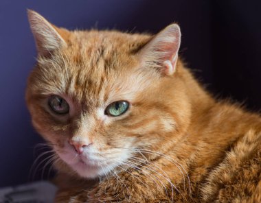 çok güzel kırmızı kedi.