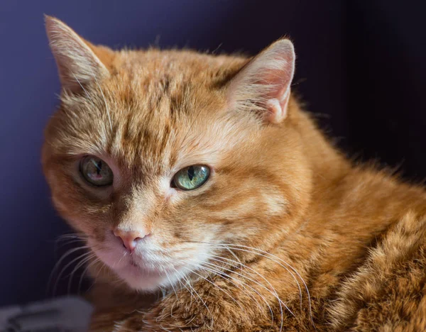 çok güzel kırmızı kedi.