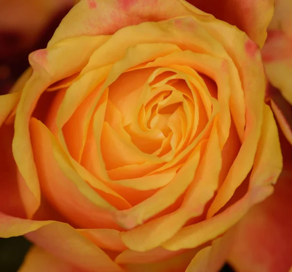 Rosa naranja como fondo natural . —  Fotos de Stock