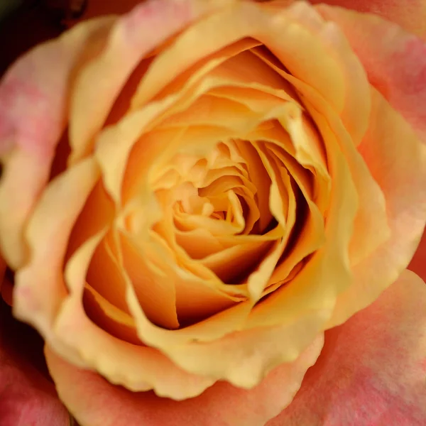 Rosa naranja como fondo natural . — Foto de Stock