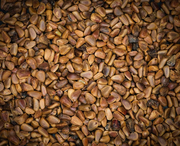 Nampak alami kacang pinus . — Stok Foto