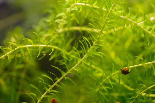 Snail and elodea. — Stock Photo, Image