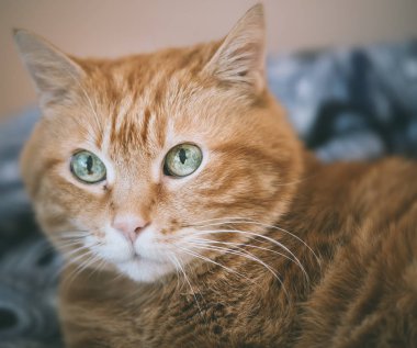 Güzel kırmızı kedi. Gözlere odaklan. Renk tonlu.