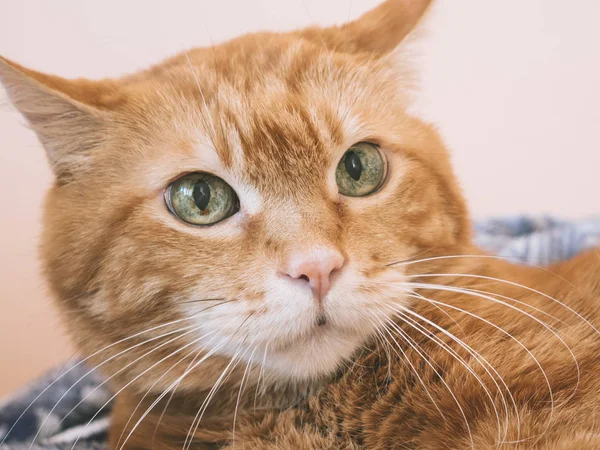 Precioso Gato Rojo Concéntrate Los Ojos Color Tonificado —  Fotos de Stock
