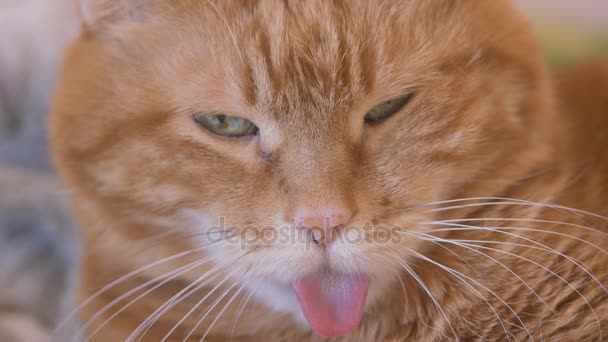 Slaperig Rode Kat Selectieve Aandacht — Stockvideo