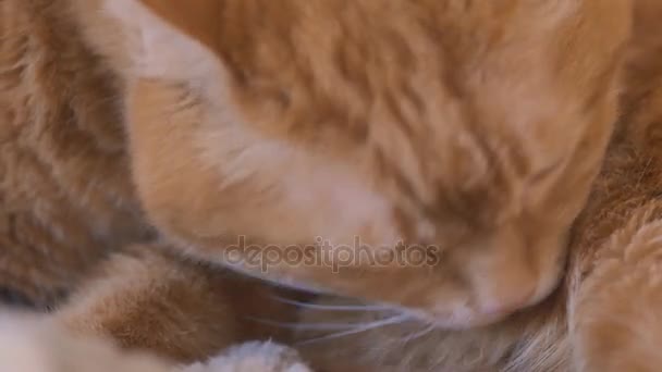 Κόκκινο Γάτα Πλύσιμο Ίδια Επιλεκτική Εστίαση — Αρχείο Βίντεο