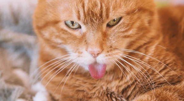 Precioso Gato Mirando Alguna Parte Mostrando Lengua —  Fotos de Stock