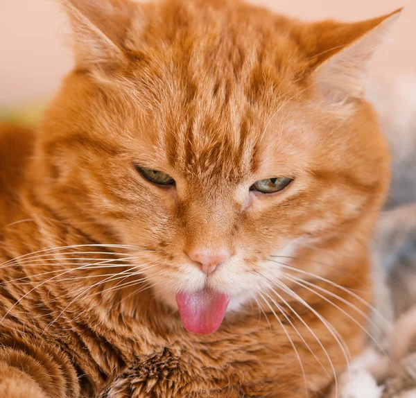 Precioso Gato Mirando Alguna Parte Mostrando Lengua —  Fotos de Stock