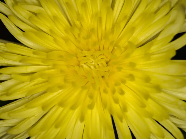 Yellow Petals Background Macro Shot Shallow Depth Field — Stock Photo, Image