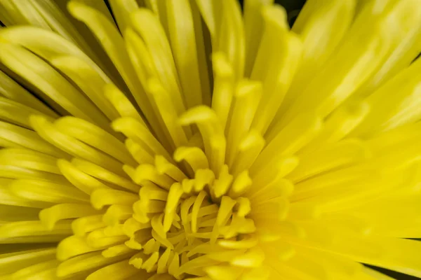 Yellow Petals Background Macro Shot Shallow Depth Field — Stock Photo, Image