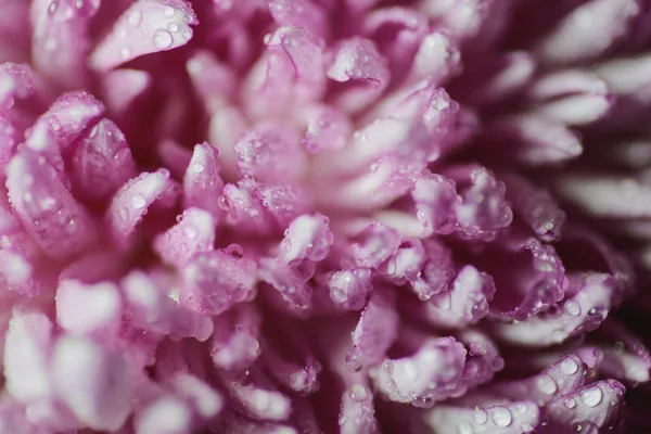 Water drop on pink petals. Macro shot with shallow depth of field.