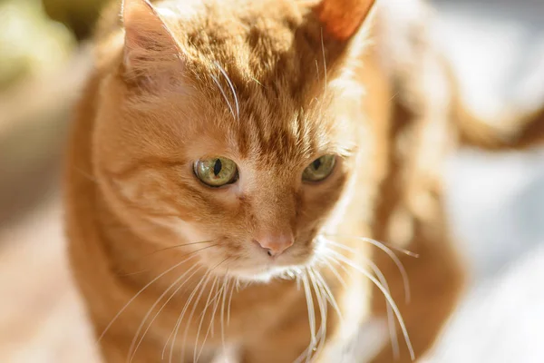 Precioso Gato Rojo Enfoque Suave Con Profundidad Campo Poco Profunda — Foto de Stock