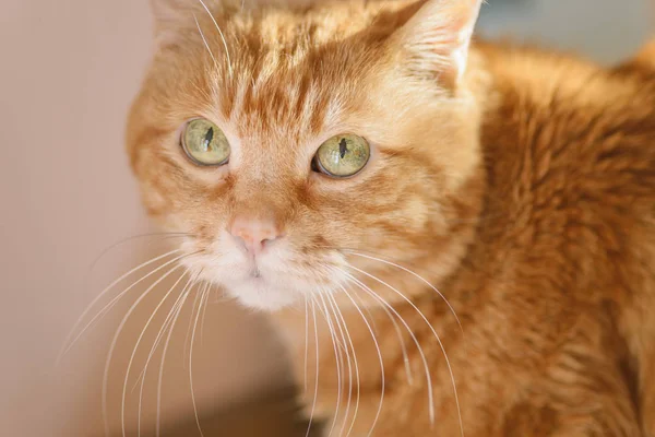 Прекрасная Красная Кошка Мягкий Фокус Малой Глубиной Резкости — стоковое фото
