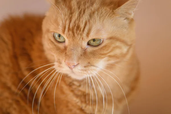 Lindo Gato Vermelho Foco Suave Com Profundidade Campo Rasa — Fotografia de Stock