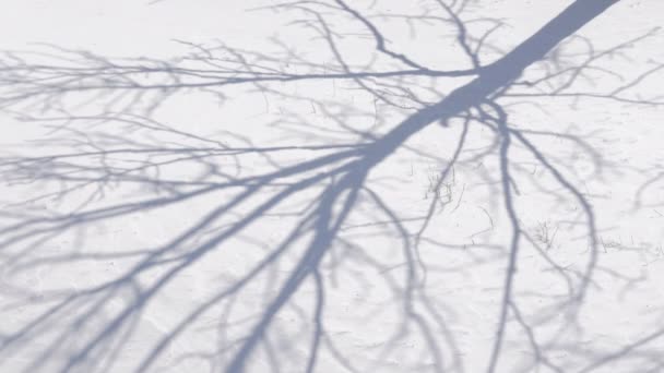Χειμερινό Τοπίο Σκιά Ενός Δέντρου Στο Χιόνι — Αρχείο Βίντεο