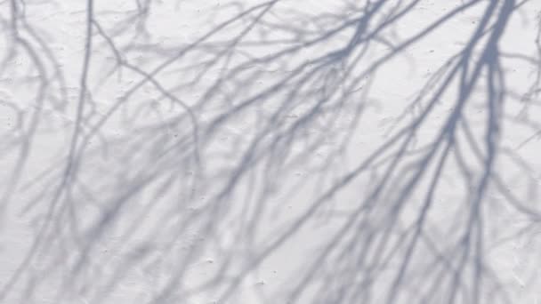 Paysage Hivernal Ombre Arbre Dans Neige — Video