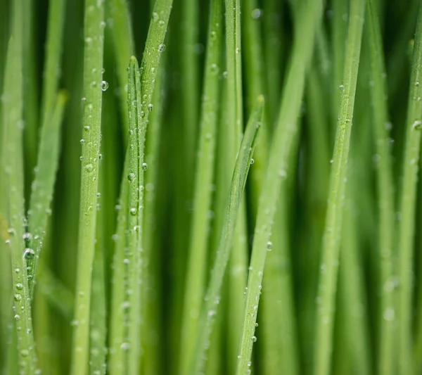 Herbe Germée Avoine Avec Des Gouttes Eau Sur Fond Blanc — Photo