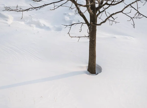 Gün Işığı Karda Yalnız Ağaç — Stok fotoğraf