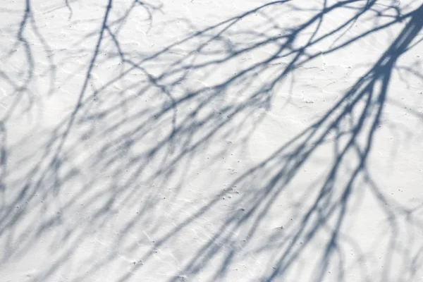 Ombra Dell Albero Sul Paesaggio Innevato Nella Giornata Sole — Foto Stock