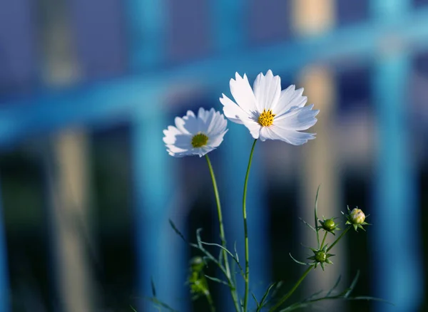 Kosmos Blomma Selektivt Fokus Med Kort Skärpedjup — Stockfoto