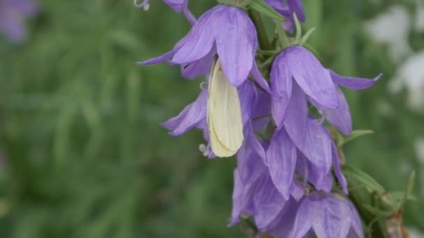 Pieris Brassicae Капустная Бабочка Питающаяся Цветами — стоковое видео