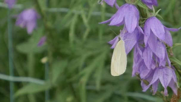 Pieris Brassicae Cabbage Butterfly Feeding Flower — Stock Video