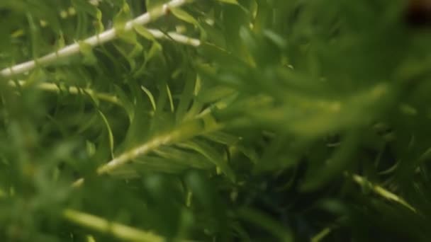 Algues Intérieur Aquarium Images Cachées Main — Video