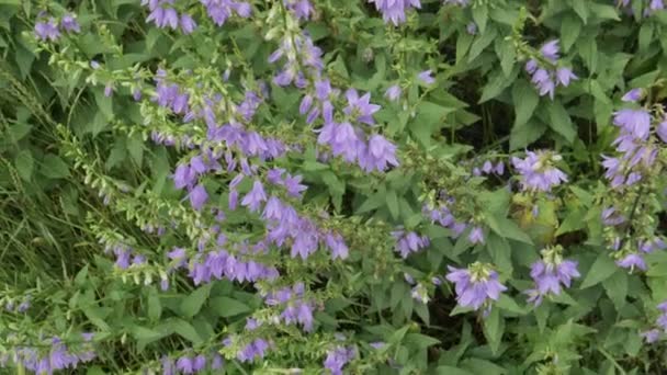 Hermosas Flores Púrpuras Jardín — Vídeos de Stock