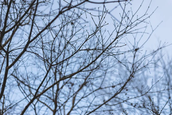 Drzewo Gałąź Sylwetka Nad Niebieski Niebo Stonowanych Kolorów Obrazu — Zdjęcie stockowe