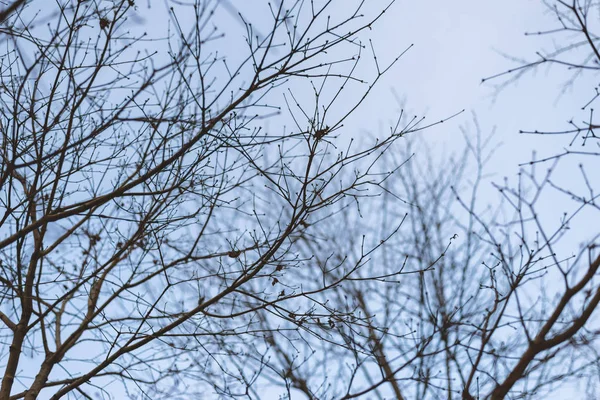 Astsilhouette Über Blauem Himmel Farbiges Bild — Stockfoto