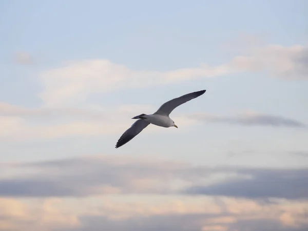 Flying Seagull City — Stock Photo, Image