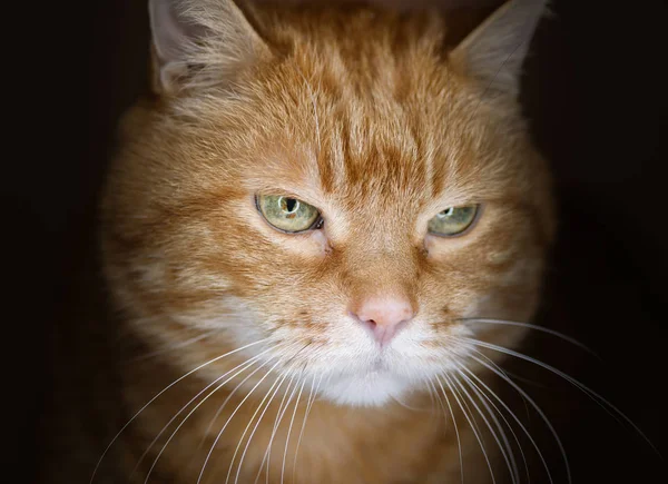 Precioso Gato Rojo Enfoque Suave —  Fotos de Stock