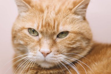 Çok güzel kırmızı kedi. Yumuşak odak.