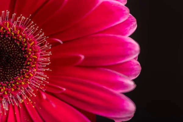 Gerbera Ciemnym Tle Zdjęcia Makro Płytkiej Głębi Ostrości — Zdjęcie stockowe