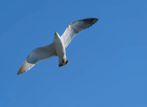 Flygande Mås Över Blå Himmel — Stockfoto