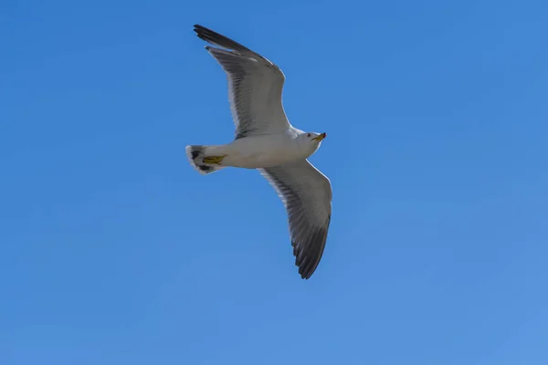 Gabbiano Volante Sopra Cielo Blu — Foto Stock