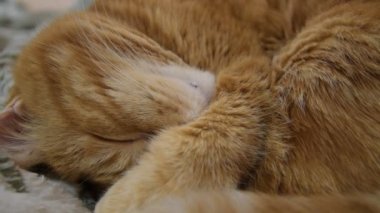Rüyada kedi titriyor. El görüntüleri.