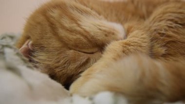 Rüyada kedi titriyor. El görüntüleri.