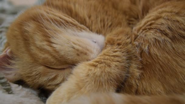 Cat Shudders Dream Handheld Footage — Stock Video