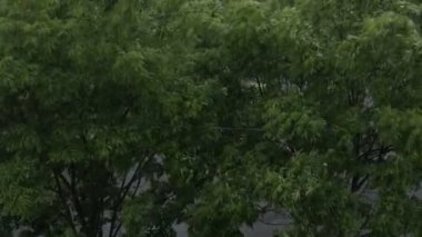 Güçlü Rüzgar ve yağmur sallanan ağaç.
